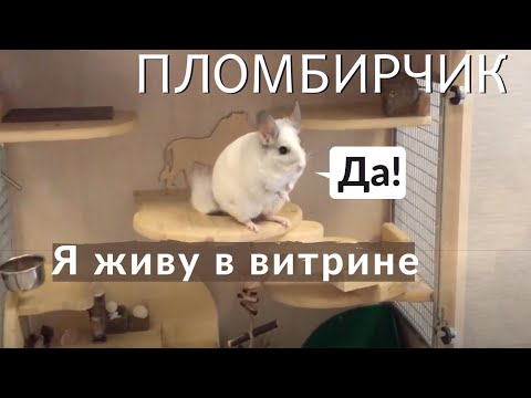 Видео: Уборка витрины шиншиллы. Игрушки и погрызушки.