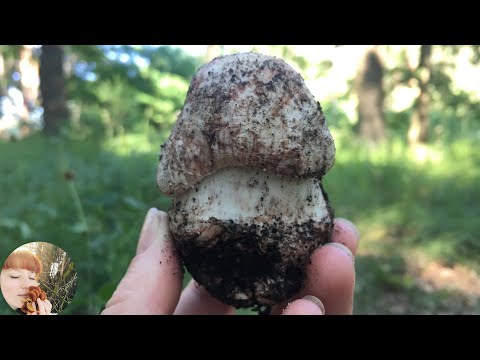 Видео: МУХОМОР СЕРО-РОЗОВЫЙ (МАРЕМУХА): от сбора до приготовления. Amanita rubescens