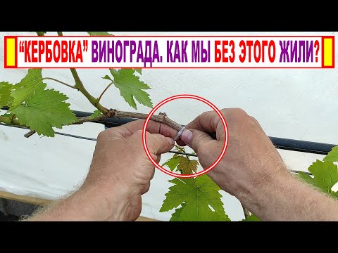 Видео: 🍇 "Кербовка" винограда! Что ЭТО такое? А может и не нужен ЭТОТ ПРЕСЛОВУТЫЙ СУЧОК ЗАМЕЩЕНИЯ?
