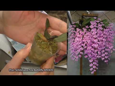 Видео: ТАКИХ ОРХИДЕЙ много не бывает 😍🤗👍 Малюточки. Распаковка посылки с цветами, обзор.  Ухватила 🔥