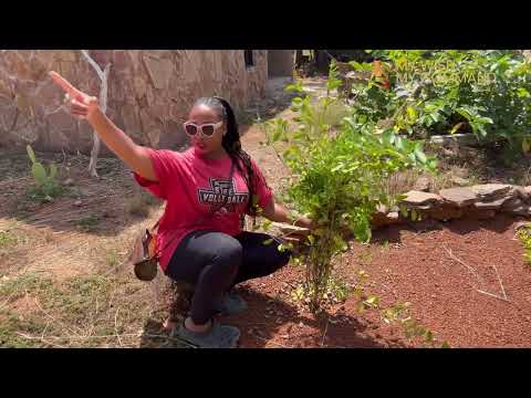 Видео: Посещение моей собственности в лесу | Африканские инвестиции