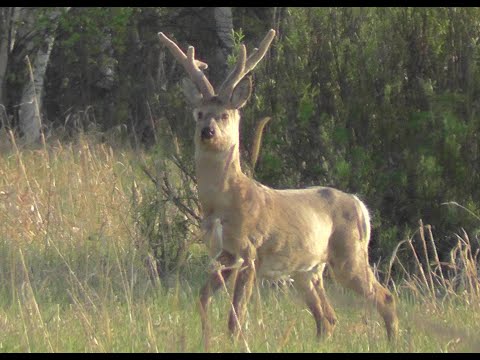 Видео: Охота на косулю.Самец на медаль.Jagd auf Rehe.Männchen auf Medaille Roe deer huntingMale for a medal