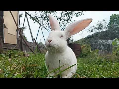 Видео: Кролики гуляют🎀❤🐰