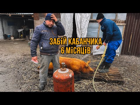 Видео: Молодий Колій,Забій Кабанчика 6 місяців✅1 частина🐖