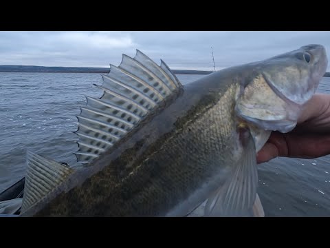 Видео: Судак на Каме в ноябре. Хорошая рыбалка перед закрытием сезона