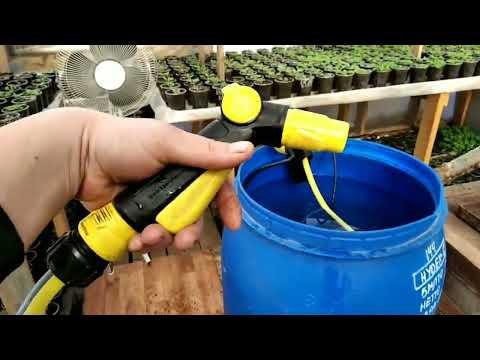 Видео: Как мы ПОЛИВАЕМ РАССАДУ ЦВЕТОВ? Наши ВАРИАНТЫ от А до Я!