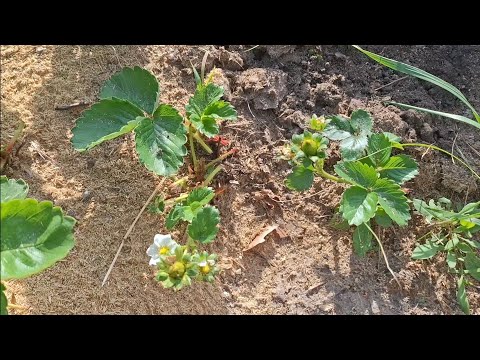 Видео: Размножаю клубнику 🍓 