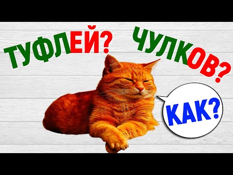 Видео: У рыб нет зуб? Туфлей? Чулков? Как правильно? Знаете? | тест #русскийязык #литература #грамотность