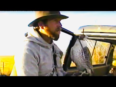 Видео: Соколиная охота: Хэтчетт, Джейми П. 1986 87