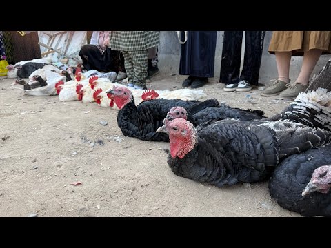 Видео: 2 ноября 2025 г. ТУРТКУЛЬ ТОВУК БОЗОР НАРХЛАРИ