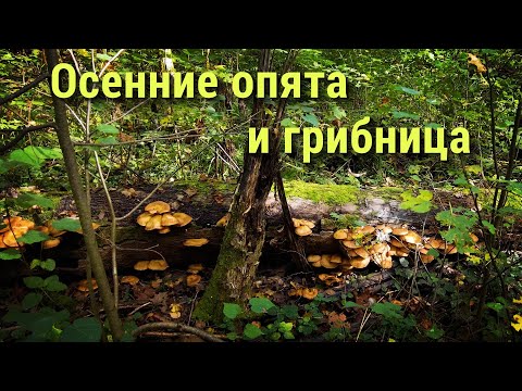 Видео: Сбор Осеннего Опенка и его грибницы  21.09.25.