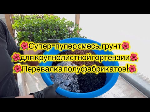 Видео: Вкусный грунт для крупнолистной гортензии, состав (пальчики оближешь), Перевалка полуфабрикатов👍🏻🌿