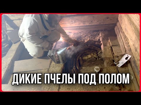 Видео: Поселились дикие пчелы в доме. Пытаюсь переселить в улей. #хочувдеревню #пчёлы