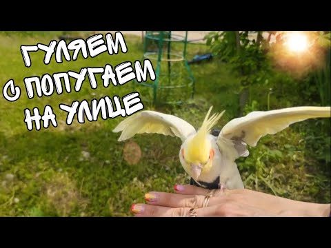 Видео: Гуляем с попугаем корелла на улице