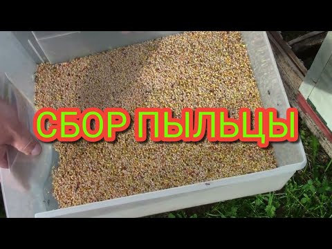 Видео: Сбор пыльцы донными пыльцесборниками.