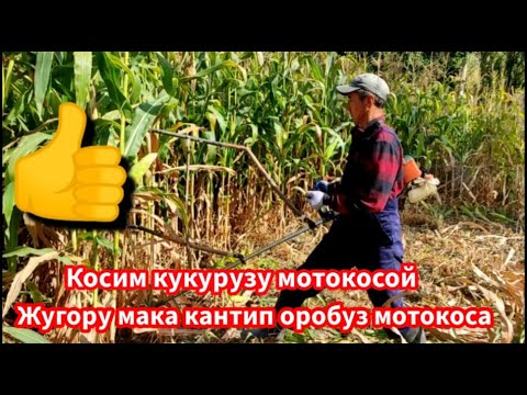 Видео: Косим кукурузу мотокосой. Жугору мака оробуз мотокоса