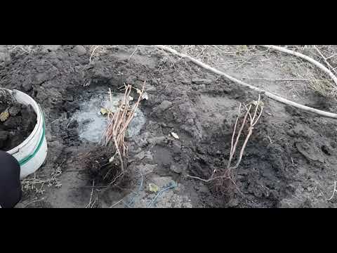 Видео: Огородные работы продолжаются,  сажу малину .