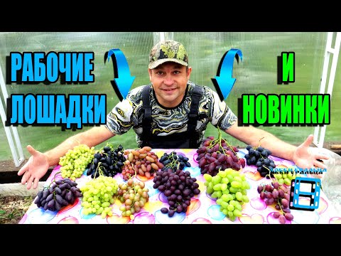 Видео: ОБЗОР ЛУЧШИХ СОРТОВ ВИНОГРАДА (КЛАССИКА И НОВИНКИ) ВСЕ + И -, КАК ЕСТЬ. СЕВЕРНЫЙ ВИНОГРАДНИК 22-46