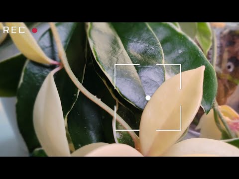Видео: Распаковка 🤍🌿🪴 Ответы на вопросы 🤓#фаленопсис #orchid #цветы #peloric #бабочка #орхидея #распаковка