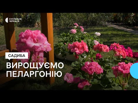 Видео: Пеларгонія — не герань