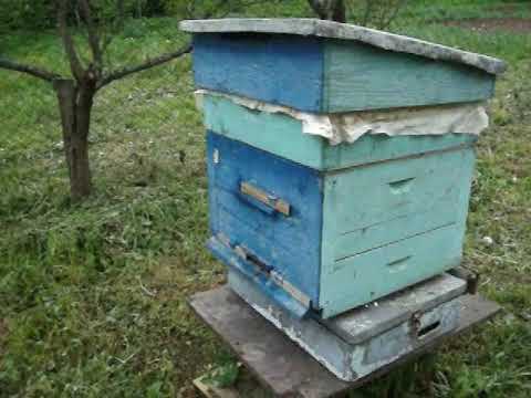 Видео: Контрольный улей зашёл в роевое.