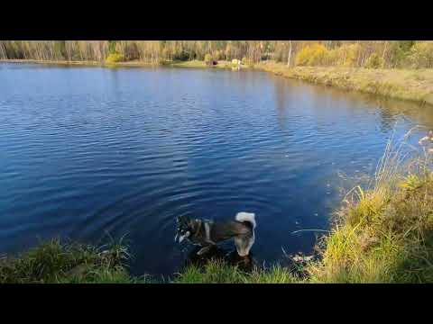 Видео: 2025.09.19, Крючково, оз Таежное, вода +10,5°