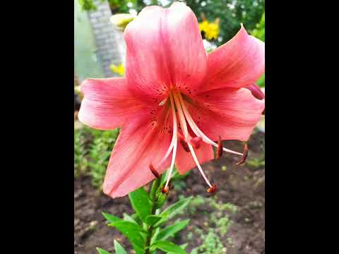 Видео: Лилии на дачном участке.