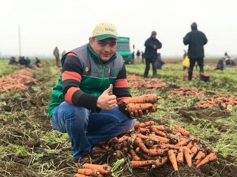 Видео: Технология выращивания моркови