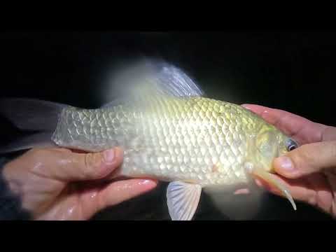 Видео: РИБАЛКА З НОЧІВЛЕЮ. Клювання гарного карася, не дають спати. 😁