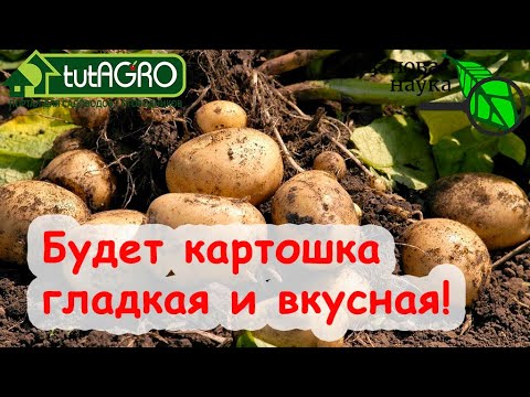 Видео: ШИКАРНЫЙ УРОЖАЙ КАРТОФЕЛЯ! СОВМЕСТИМОСТЬ ПОДКОРМОК ДЛЯ ВКУСНОГО И УРОЖАЙНОГО КАРТОФЕЛЯ БЕЗ НИТРАТОВ!