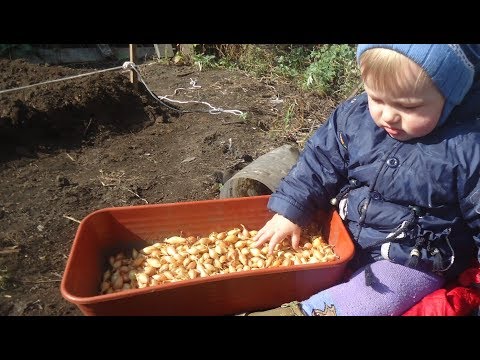 Видео: Как посадить лук под зиму и получить хороший результат?
