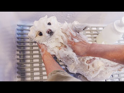 Видео: Это правильный путь, сэр?