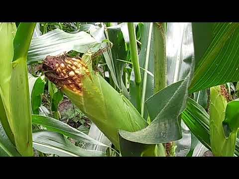 Видео: Обзор кукурузы СИ ФОРТАГО фао 260.