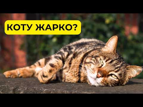 Видео: КОШКЕ ЖАРКО? 10 способов КАК ПОМОЧЬ котику в жару. Признаки перегрева у кошки