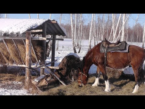 Видео: Лоси и косули. На коне по зимнему лесу. Moose and deer. On a horse through the winter forest.