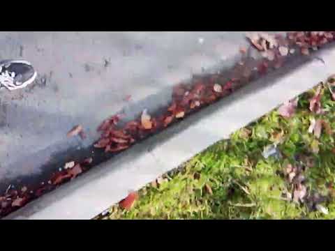 Видео: листья жёлтые