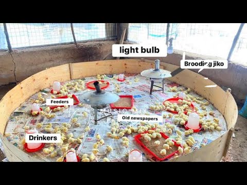 Видео: Мы помогли начинающему птицеводу оборудовать брудерный домик для суточных цыплят.