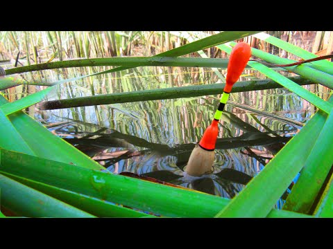 Видео: ЛАПТИ КАРАСИ В ДЕБРЯХ КАМЫША! СКАЗОЧНОЕ МЕСТО! Рыбалка на поплавок с лодки