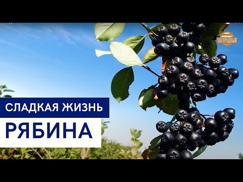 Видео: Рябина \ Рецепты из рябины \ Сладкая жизнь