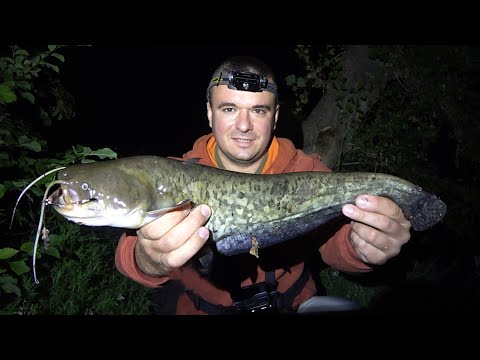 Видео: КАК ЛОВИТЬ СОМА БЫСТРО и ПРОСТО!!! СНАСТЬ на СОМА и РЫБАЛКА ДОНКОЙ на СЕВЕРСКОМ ДОНЦЕ