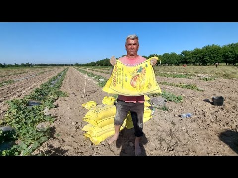 Видео: Деҳқони АСИЛ АБДУҒАФФОР ИСТИФОДАИ ОЛТИНГУГИРТ ДАР НИҲОЛҲОИ ХАРБУЗА 30 05 24С