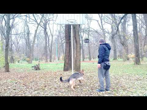 Видео: ДРЕССИРОВКА НЕМЕЦКОЙ ОВЧАРКИ | КОМАНДА ЛЕЖАТЬ ИЗ ДВИЖЕНИЯ | КАК ДРЕССИРОВАТЬ НЕМЕЦКУЮ ОВЧАРКУ