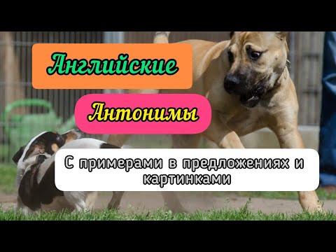 Видео: Английские антонимы с примерами в предложениях и картинками
