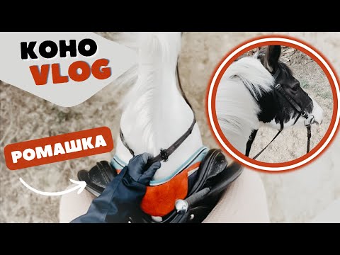 Видео: VLOG из конюшни | небольшая конная тренировка от первого лица на плацу | верховая езда | коноблог