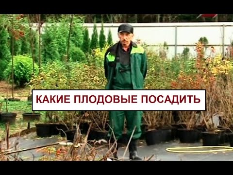 Видео: Какие плодовые посадить в саду