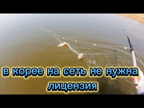 Видео: РЫБАЛКА, ПАУК-ПОДЪЕМНИК, КАСТИНГОВАЯ СЕТЬ, ЭКРАН что лучше ловит?