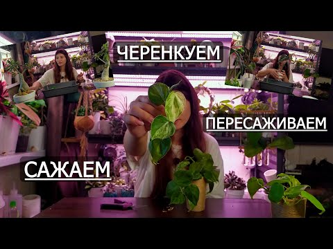Видео: Черенкуем, Сажаем и Пересаживаем. Филодендроны, Адениумы и Алоказии :)