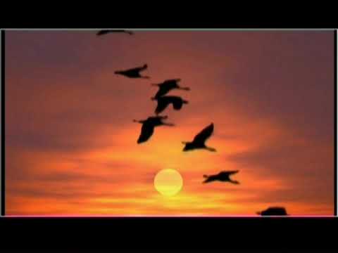 Видео: Бір тойым бар