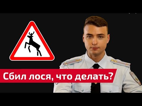 Видео: Сбил лося! Сколько и кому платить? Можно ли забрать тушу? Полный разбор с примерами дтп.