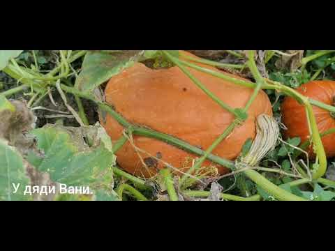 Видео: Картошку убрали,а помидоры ещё висят?